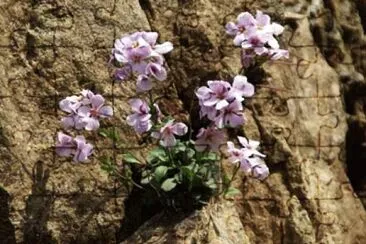 fleurs