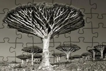 tree 1