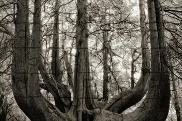 tree 2