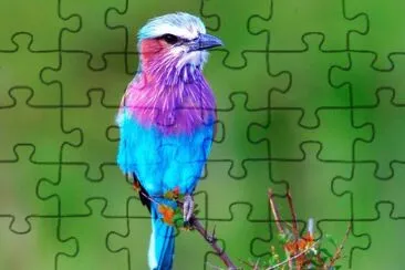 PÃ¡jaro jigsaw puzzle