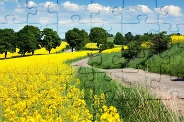 Campo