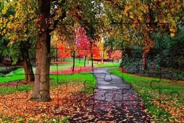 Camino en el parque