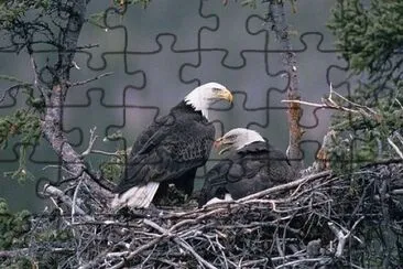 e14 jigsaw puzzle