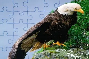 e20 jigsaw puzzle