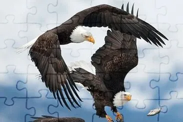 e22 jigsaw puzzle