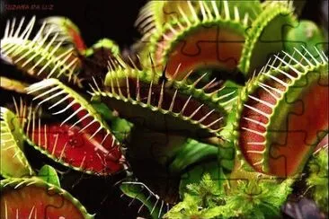 Plantas CarnÃ­voras 1 jigsaw puzzle