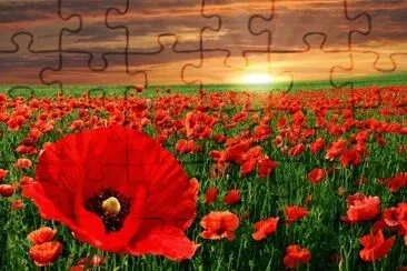 Campo de amapolas jigsaw puzzle