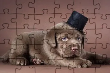 Cachorro-labrador-Sombrero. jigsaw puzzle