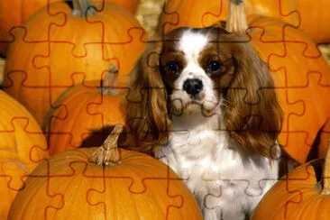 Calabazas-perros. jigsaw puzzle