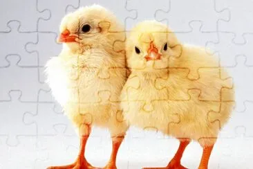 Pollitos . jigsaw puzzle
