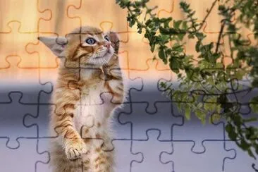 Lindo Gatito jigsaw puzzle