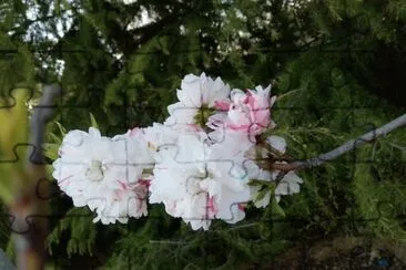 èŠ±3 jigsaw puzzle