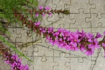 èŠ±5 jigsaw puzzle