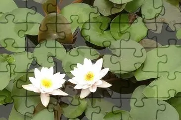 èŠ±9 jigsaw puzzle