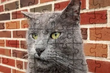 Gato-Cara,Mascota jigsaw puzzle