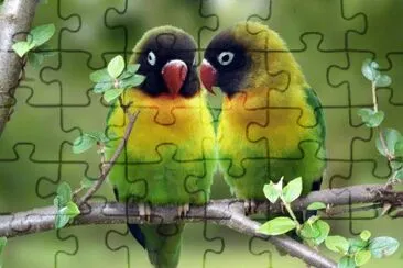 Pareja de agapornis jigsaw puzzle