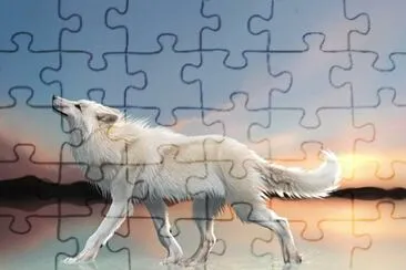 Lobo en un atardecer jigsaw puzzle