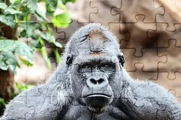 big monkey jigsaw puzzle