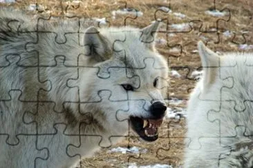 wolf 2