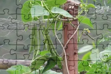 Feijão em vagem jigsaw puzzle