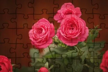 Rosas vermelhas