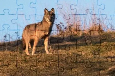 lupo jigsaw puzzle