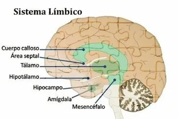 sistema limbico