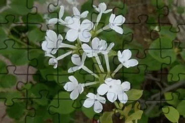 2 jigsaw puzzle