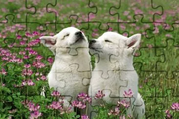 Dos perritos blancos