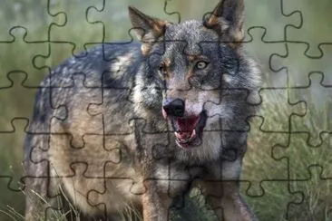 wf1 jigsaw puzzle