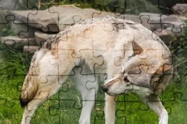 wf2 jigsaw puzzle
