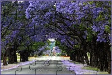 Ãrboles de JacarandÃ¡