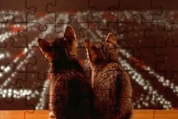 Gatitos al anochecer