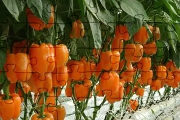 imagens jigsaw puzzle