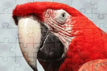 Guacamayo- Ave, colorido
