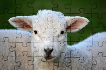 Cordero- Naturaleza, animal jigsaw puzzle