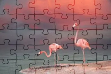 pink-flamingo