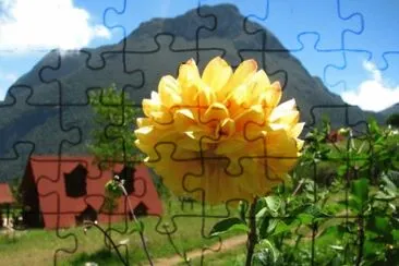 La cebolla