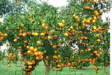 Laranjeira jigsaw puzzle
