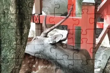 é¹¿ jigsaw puzzle
