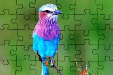 blu-pur jigsaw puzzle