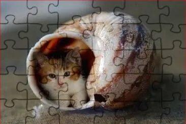 GATO EN CONCHA jigsaw puzzle