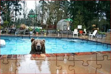 OSO OLIMPICO jigsaw puzzle