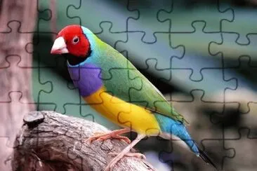 brd4 jigsaw puzzle