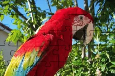 papagallo jigsaw puzzle