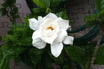 Gardênia jigsaw puzzle