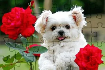 30 jigsaw puzzle
