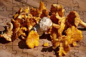 finferlo jigsaw puzzle