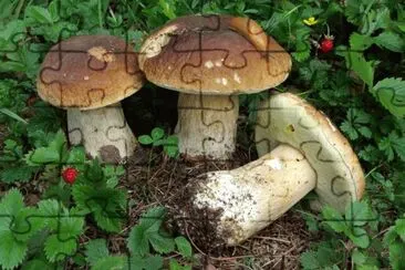 fungo jigsaw puzzle