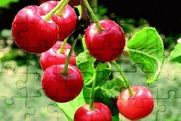 marasca jigsaw puzzle